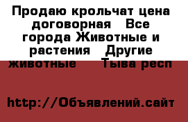 Продаю крольчат цена договорная - Все города Животные и растения » Другие животные   . Тыва респ.